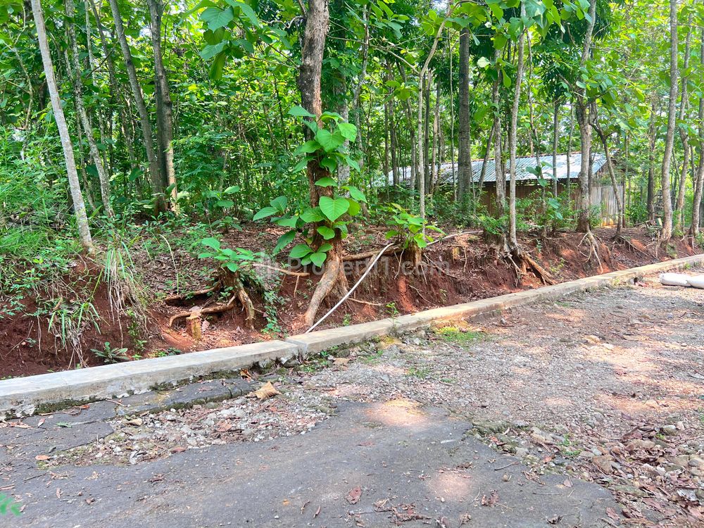 Jual Tanah Kebun Jati 500m² Harga 135 Juta di Kedawung Sragen
