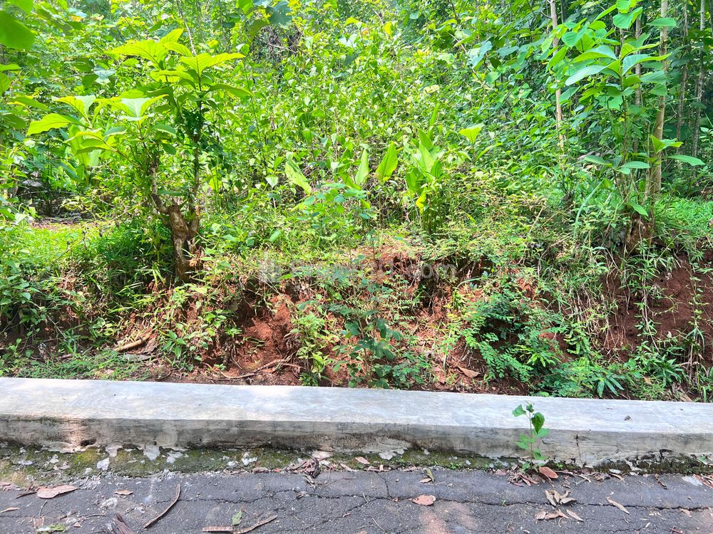 Jual Tanah Kebun Jati 500m² Harga 135 Juta di Kedawung Sragen