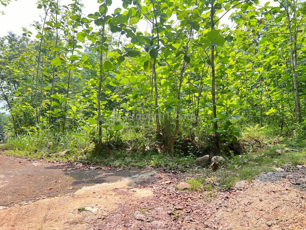 Dijual Tanah Kebun Jati 75 Juta di Kedawung Sragen