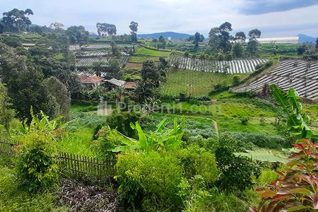 Jual Tanah Kebun Alpukat dan Sayuran Lengkap dengan Green House Kandang Sapi dan Domba di Lembang Bandung