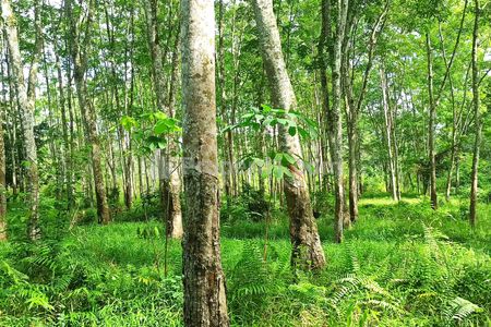 Jual Murah Tanah Kebun Karet 1,5 Hektar Lokasi Strategis di Muara Enim Sumatera Selatan