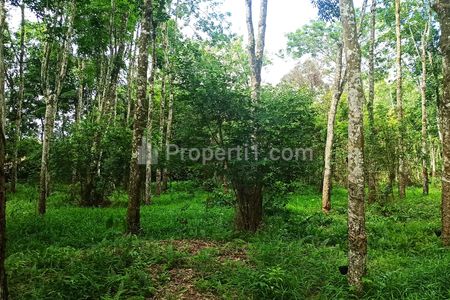 Jual Murah Kebun Karet 1,5 Hektar di Bawah Harga NJOP, Muara Enium, Sumatera Selatan