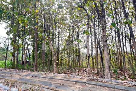 Dijual Kebun Jati Murah 39 Ribu/m2 di Sragen