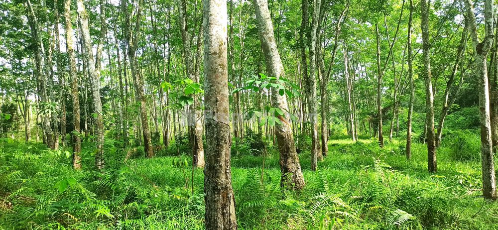 Dijual Murah Tanah Kebun Karet 1,5 H di Bawah Harga NJOP di Muara Enim, Sumatera Selatan