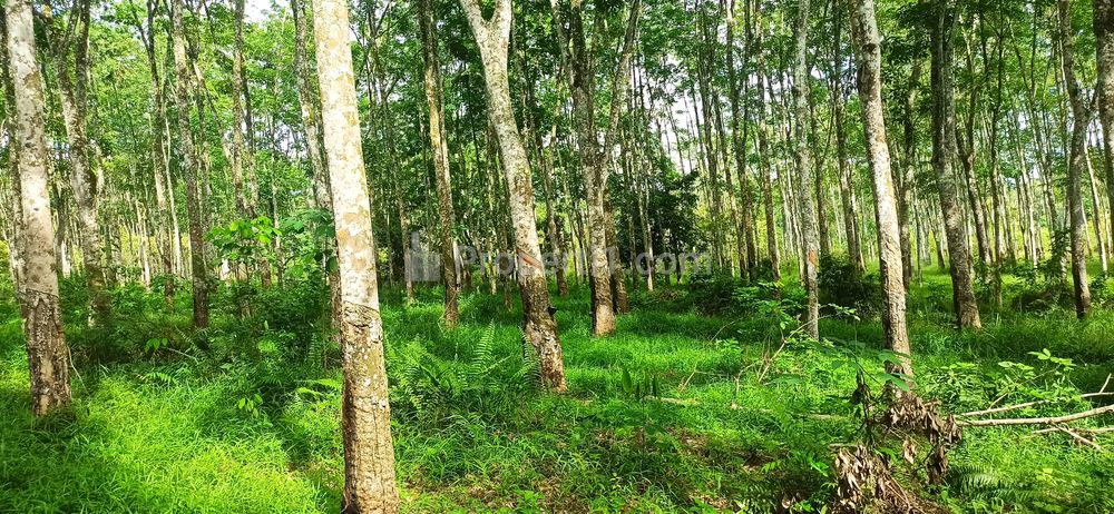 Dijual Murah Tanah Kebun Karet 1,5 H di Bawah Harga NJOP di Muara Enim, Sumatera Selatan