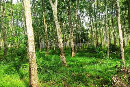 Dijual Murah Tanah Kebun Karet 1,5 H di Bawah Harga NJOP di Muara Enim, Sumatera Selatan