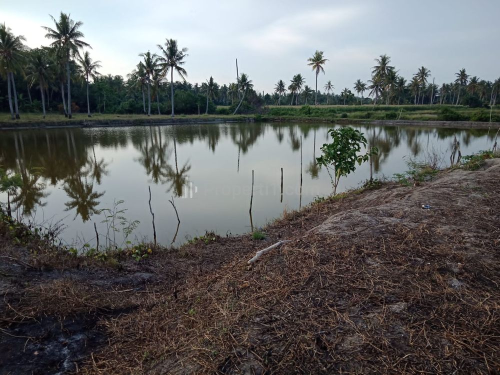 Dijual Cepat Tanah Tambak di Legundi Ketapang Lampung Selatan