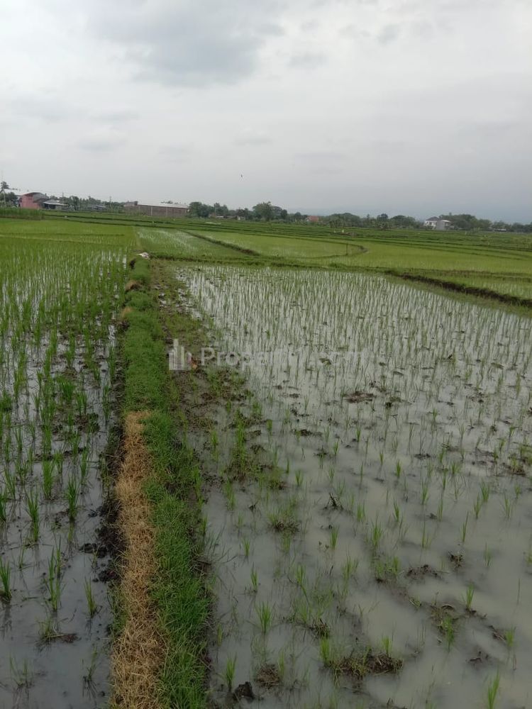 Dijual Tanah Super Datar 1147m² Masaran Sragen