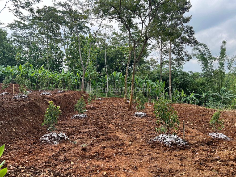 Dijual Murah 450 Juta Tanah Kebun Alpukat  2216m² di Kerjo Karanganyar Jawa Tengah