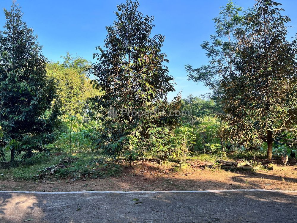 Jual Tanah Idaman Kebun Durian 1737m² Mojogedang Karanganyar Jawa Tengah
