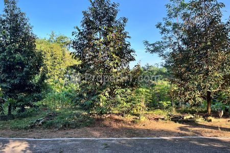 Jual Tanah Idaman Kebun Durian 1737m² Mojogedang Karanganyar Jawa Tengah