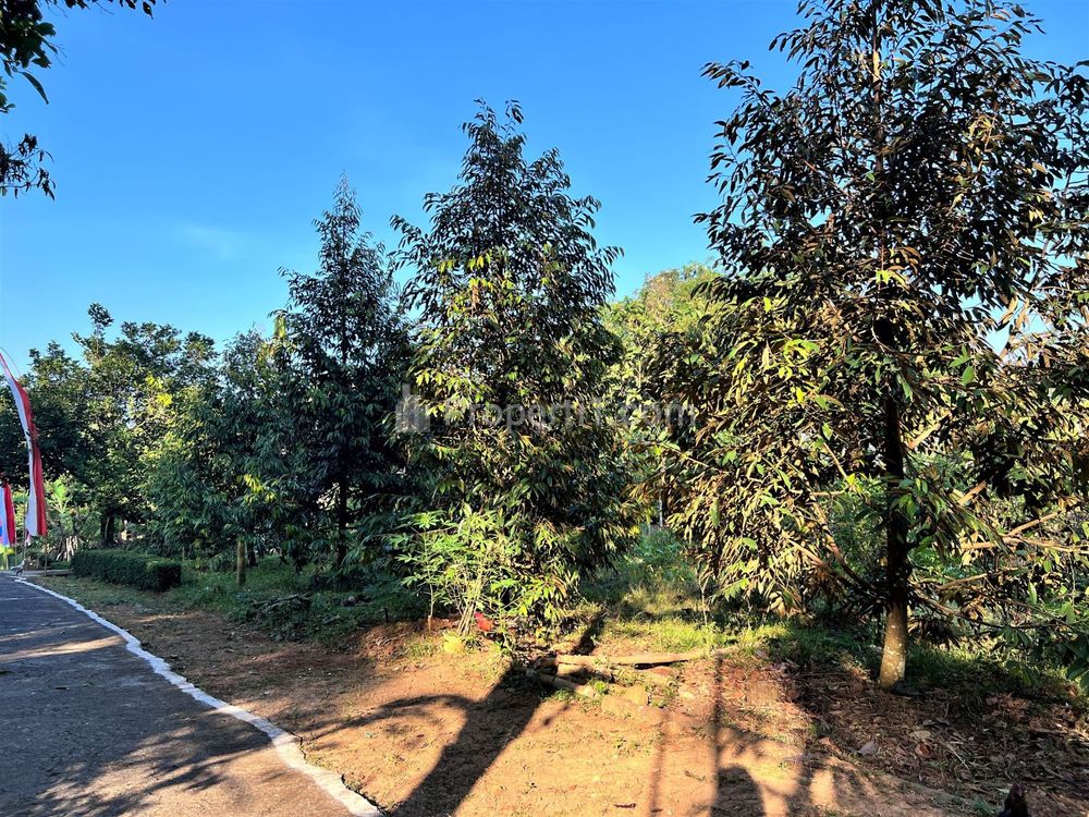 Jual Tanah Idaman Kebun Durian 1737m² Mojogedang Karanganyar Jawa Tengah