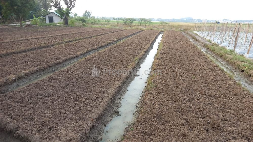 Jual Tanah Sawah Murah Daerah Cibeber Kota Cilegon SHM
