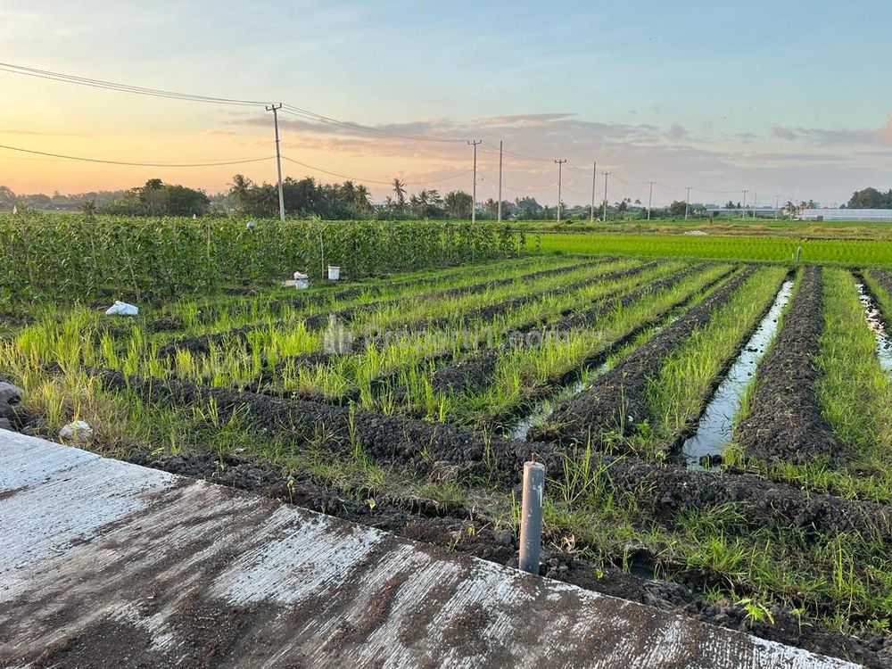 Dijual Tanah 5 Are Dekat Pantai Kedungu Belalang Tabanan Bali