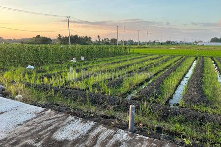 Dijual Tanah 5 Are Dekat Pantai Kedungu Belalang Tabanan Bali