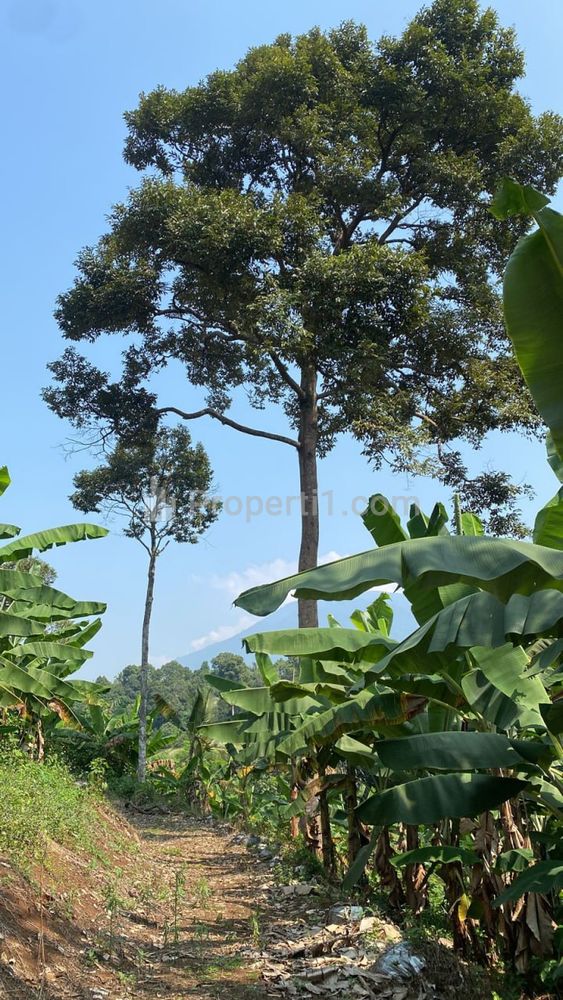 Dijual Tanah Luas Cocok untuk Villa, Pondok Pesantren dan Perkebunan di Pandeglang Banten