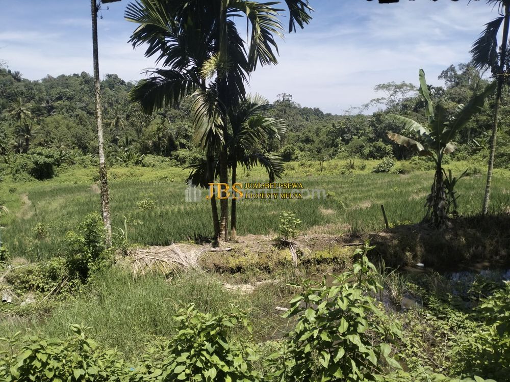 Dijual Tanah Kosong di Desa Bengkurung, Jalan Sembahe, Namorambe, Deli Serdang