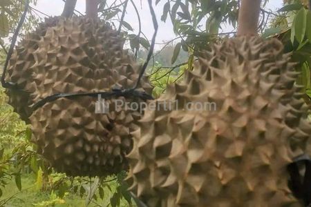 Turun Harga! Dijual Cepat Tanah Kebun Durian Sudah Berubah di Limbangan Boja Kendal Jawa Tengah