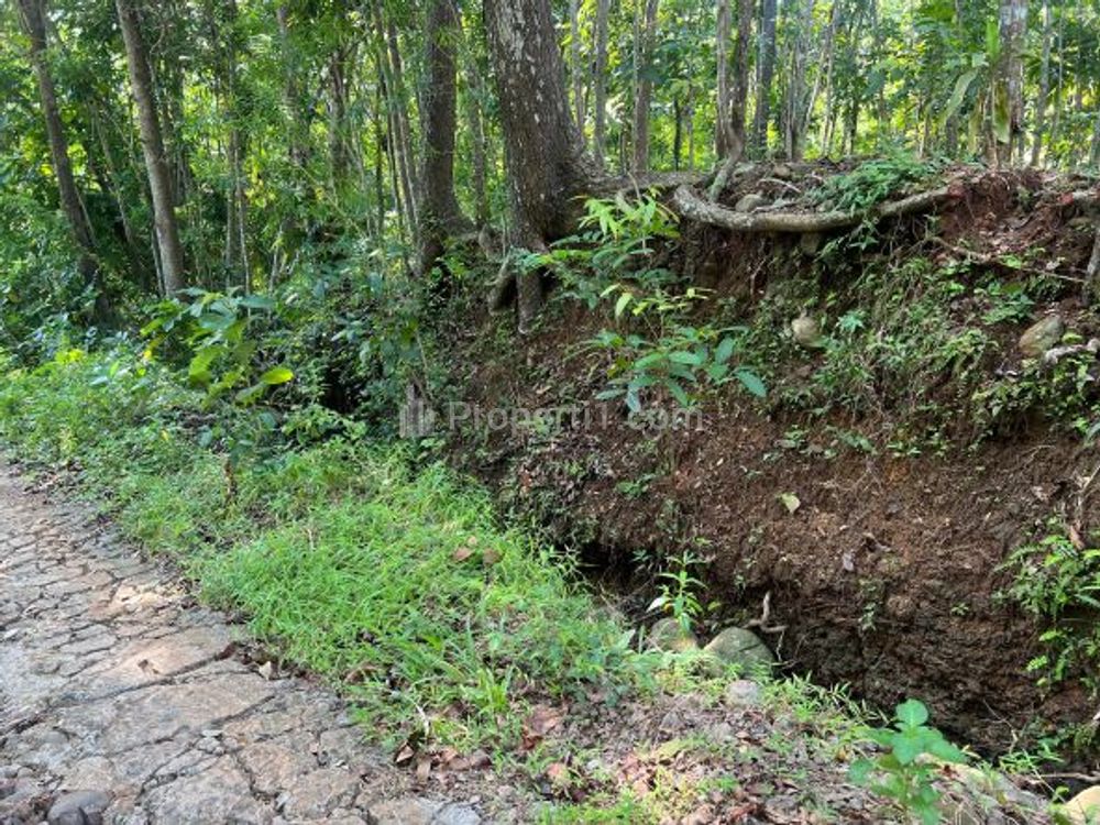 Dijual Super Murah Tanah Datar Hanya 50 Juta di Kedawung, Sragen
