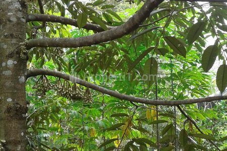Dijual Tanah Perkebunan di Probolinggo, Jawa Timur