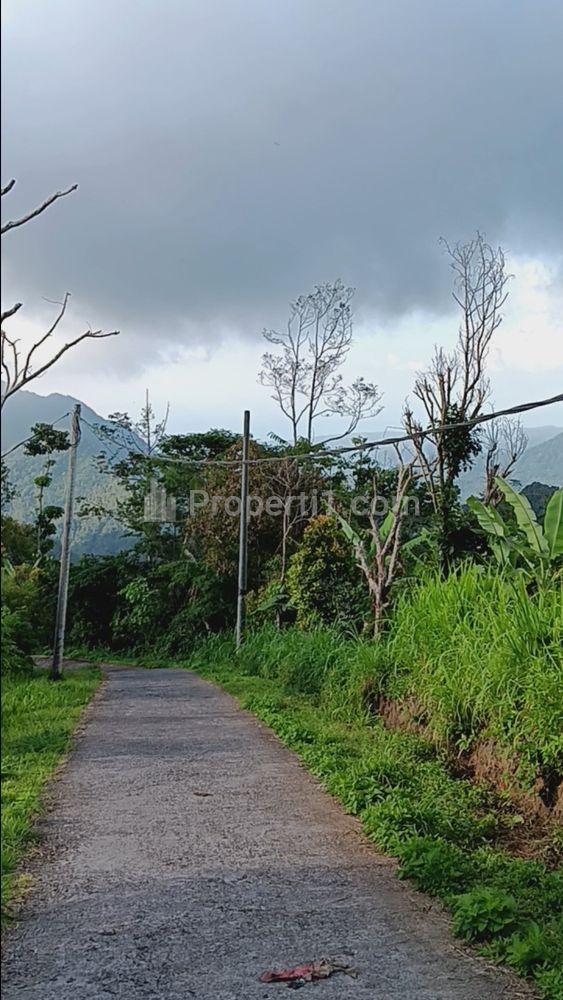 Jual Tanah Kebun Alpukat Produktif di Sukasada Buleleng Bali