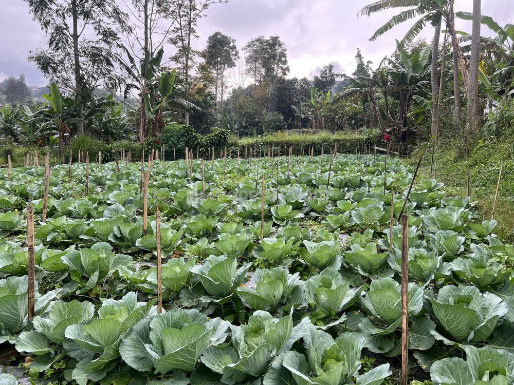 Dijual Tanah 300m² Kawasan Wisata Strategis Tawangmangu