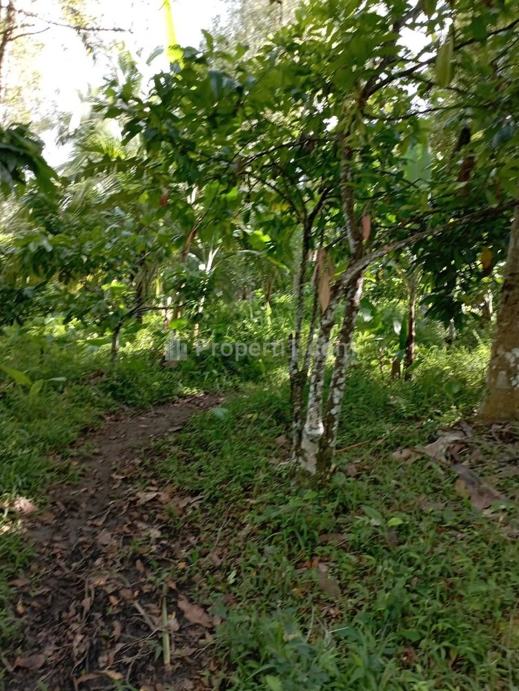 Dijual Tanah 17950m2 di Penyaringan Mendoyo Jembrana Bali