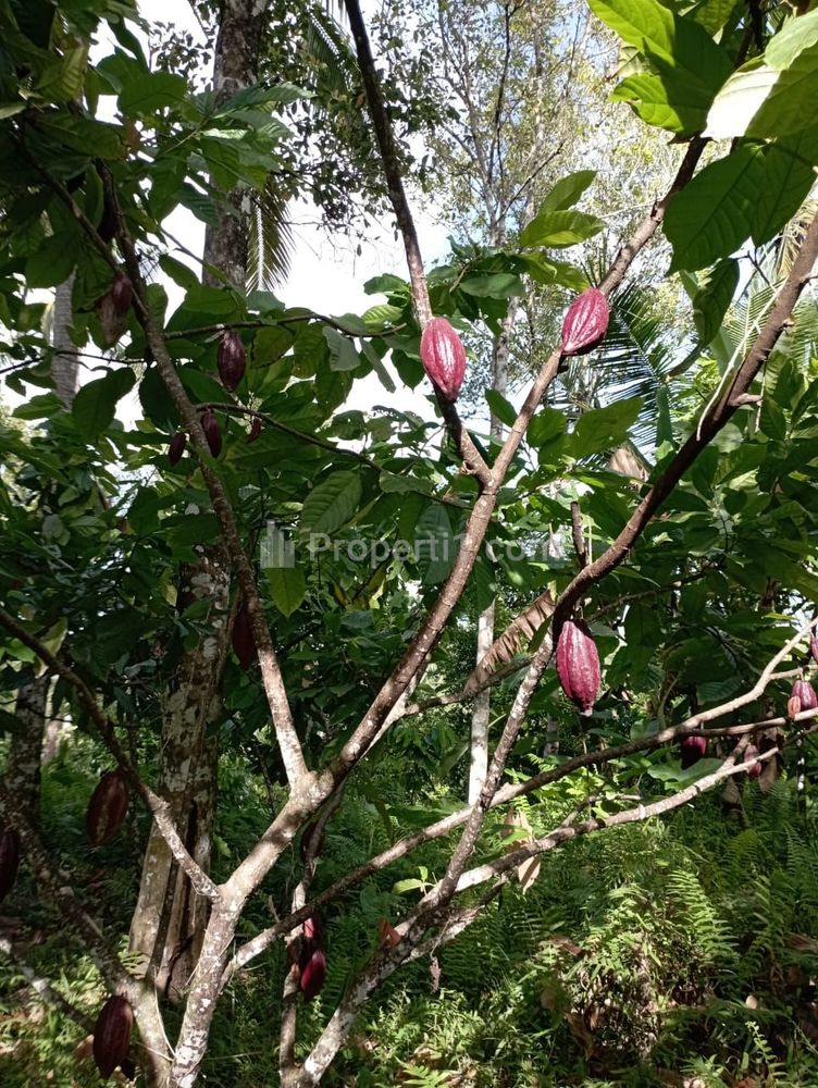 Dijual Tanah 17950m2 di Penyaringan Mendoyo Jembrana Bali