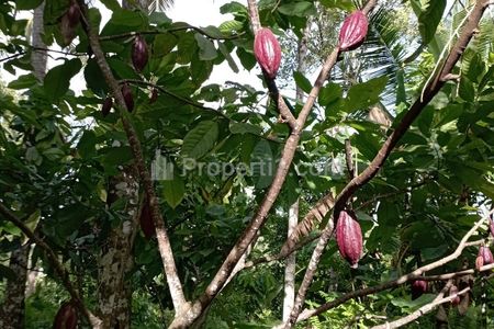 Dijual Tanah 17950m2 di Penyaringan Mendoyo Jembrana Bali