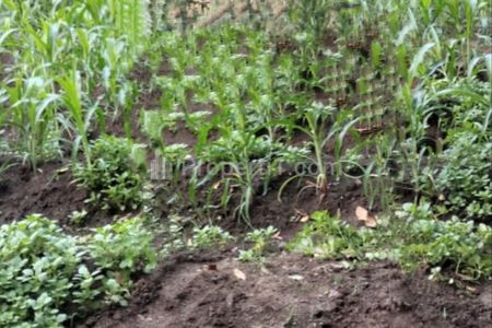 Dijual Tanah di Desa Drancang, Menganti, Gresik