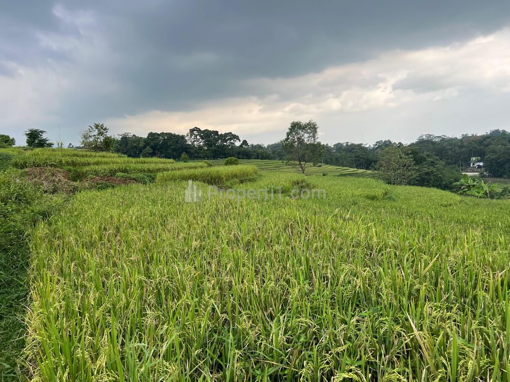 Jual Sawah Subur 5000m² di Karangpandan Karanganyar Solo