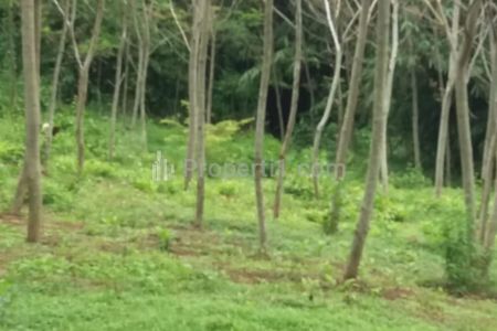 Disewakan / Kerjasama Tanah 5000m2 di Cibatu Purwakarta