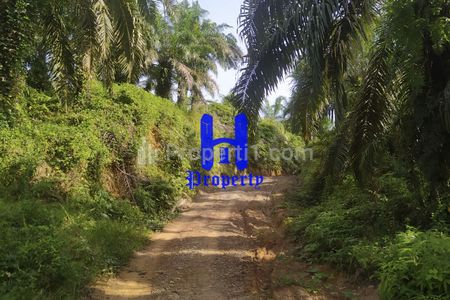 Kebun Sawit Dijual di Desa Bukit Mas  Kec. Besitang - Langkat