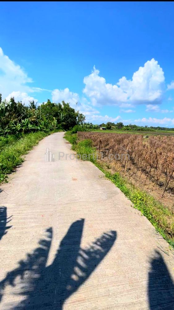 Disewakan Tanah View Sawah di Tibu Biu Dekat Pantai Pasut Tabanan Bali