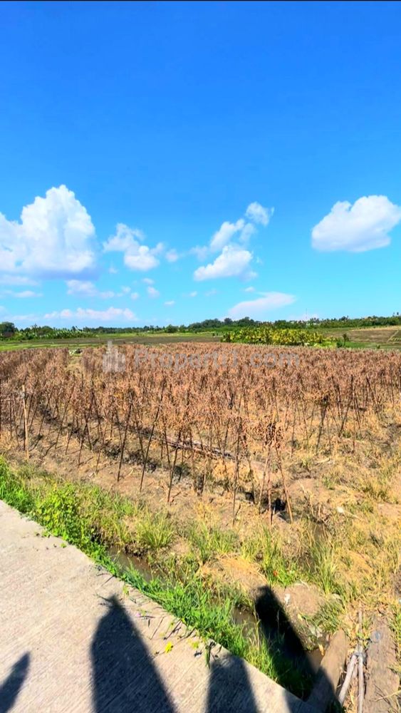 Disewakan Tanah View Sawah di Tibu Biu Dekat Pantai Pasut Tabanan Bali