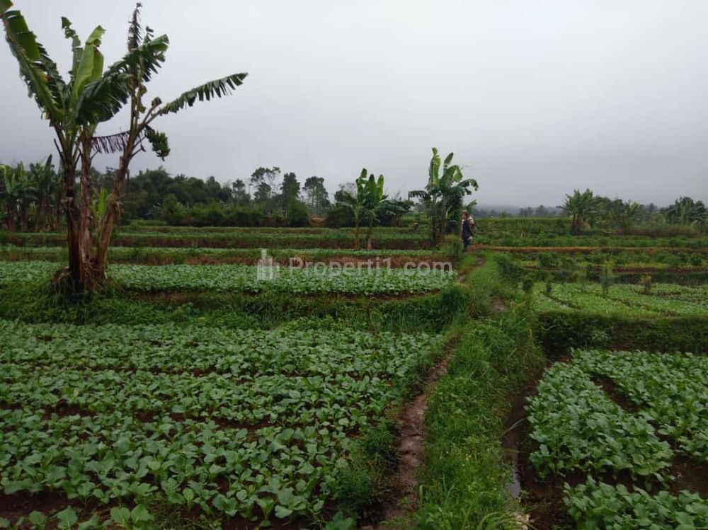 Dijual Tanah 1,3 M Surat Lengkap di Sukaraja, Sukabumi, Jawa Barat