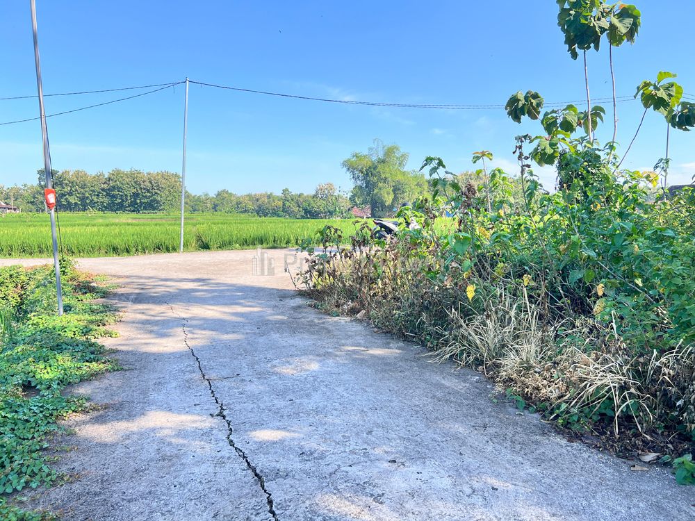 Jual Tanah Kebun Jati 944m² Dekat SMAN 1 Plupuh Sragen