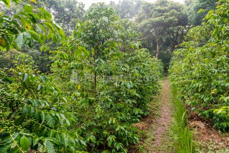 Dijual Tanah Strategis 5.355 m² di Dekat Lido City, Bogor