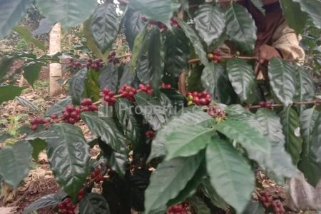 Jual Murah Nego Tanah Perkebunan Kopi Produktif Arabica Robusta SHM dan AJB Luas 125 Hektar di Desa Talaga Wangi, Pakenjeng, Garut, Jawa Barat