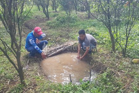 Dijual Murah Tanah Kebun Jeruk di Cibeber Cimahi, Jeruk Sudah Berbuah Siap Panen