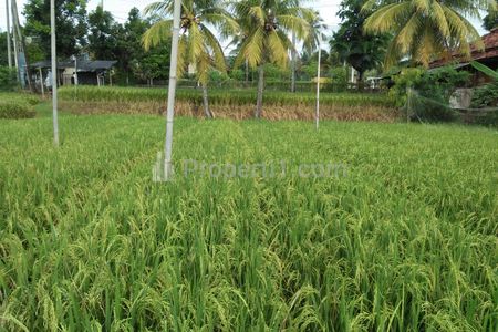 Dijual Tanah 8.000m2 Strategis, Akses Jalan Raya Utama, Pemandangan Sawah & Laut di Pelabuhan Ratu, Sukabumi