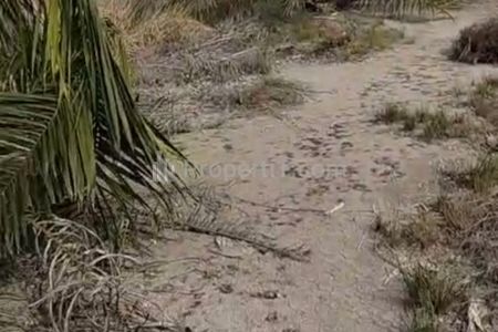 Dijual Lahan Sawit 4 Hektar di Tulang Bawang Lampung