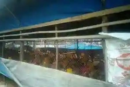 Jual Tempat USahaTernak Ayam Petelur Luas 7,8 Hektar Masih Aktif, Produksi Telur 6,7 Ton Per Hari di Desa Sukasari, Cigudeg, Bogor, Jawa Barat