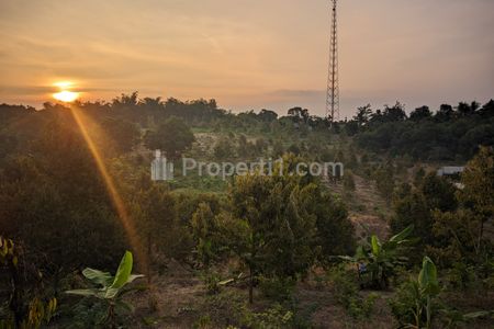 Jual Tanah Kebun Durian Produktif di Jasinga Bogor