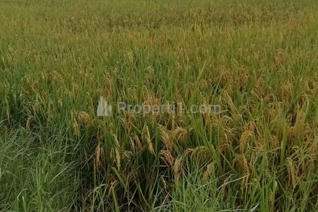 Dijual Lahan Sawah Luas 1.5 Hektar di Mesuji Lampung