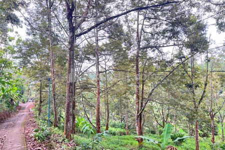 Jual Tanah Kebun Durian 8594m² Siap Panen di Kerjo Karanganyar, Jawa Tengah