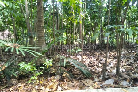 Jual Tanah Pekarangan Lokasi Perkampungan Harga Terjangkau di Argodadi, Sedayu, Bantul, Yogyakarta