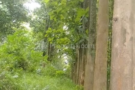 Jual Kebun Jati Luas 16,000m2 Usia Pohon Jati di Atas 17 Tahun di Desa Puteran, Cikalong Wetan, Bandung Barat