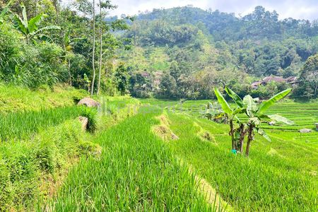 Dijual Tanah Murah 3000m2 200rb/m2 diNgargoyoso, Solo