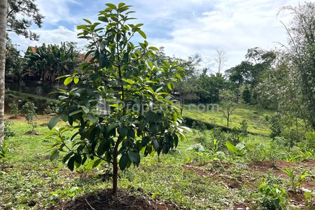 Dijual Kebun Alpukat 2100m² Udara Sejuk di Kerjo, Karanganyar